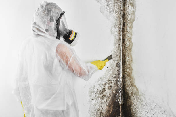 Certified Mold Removal in Sherwood, OH