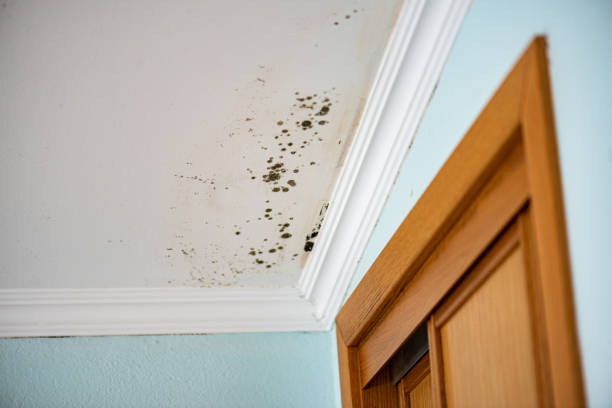 Best Mold Removal Near Me  in Sherwood, OH