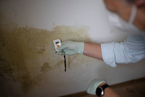 Best Best Mold Removal Companies  in Sherwood, OH