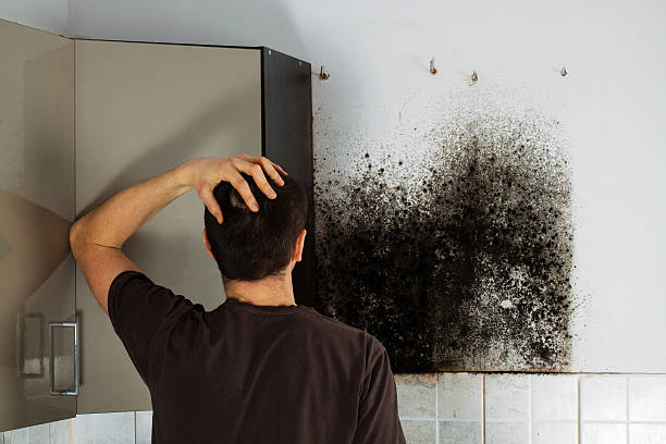 Best Commercial Mold Removal  in Sherwood, OH