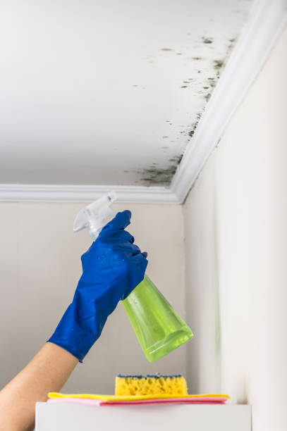 Best Mold Cleaning Services  in Sherwood, OH